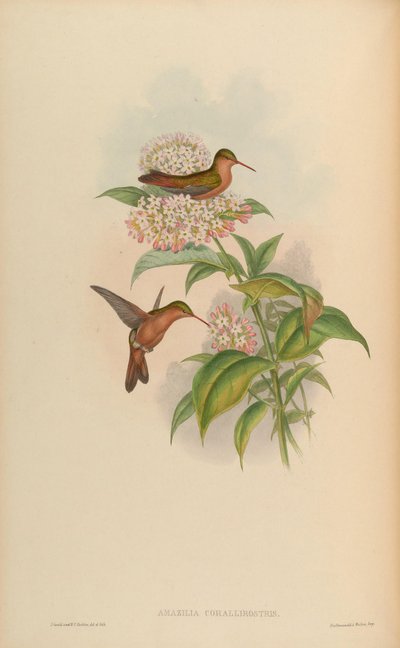 Amazilia rutila corallirostris by John Gould